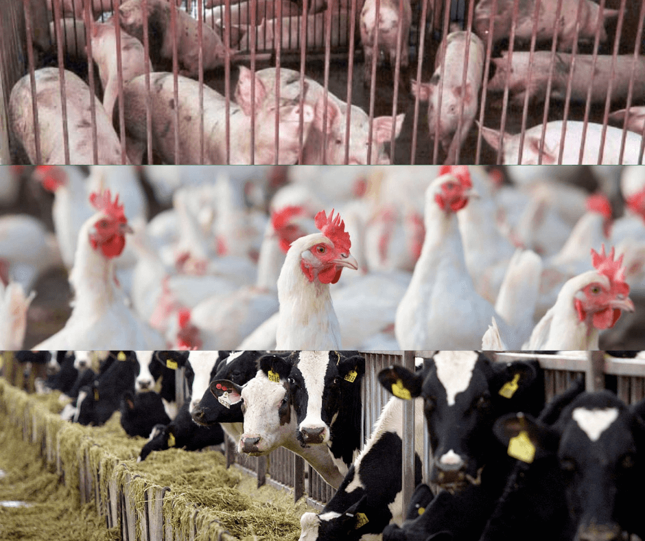 Tea seed saponin supplier Tea seed saponin supplier