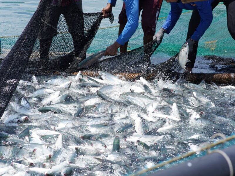 Aboitiz Foods sees enhanced R&D as critical to enabling sustainable growth and delivering long-term customer value.| Contributed photo