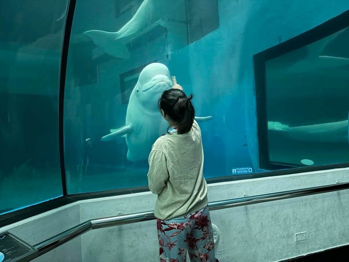Visitors to Pingtung&rsquo;s National Museum of Marine Biology and Aquarium can enjoy a unique overnight experience, sleeping alongside fascinating marine life, including beluga whales. | Contributed photo