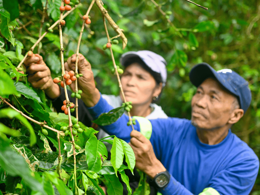 WEP provides farmers with practical training, covering every stage of coffee cultivation—from propagation to post-harvest handling./ ​Contributed photo