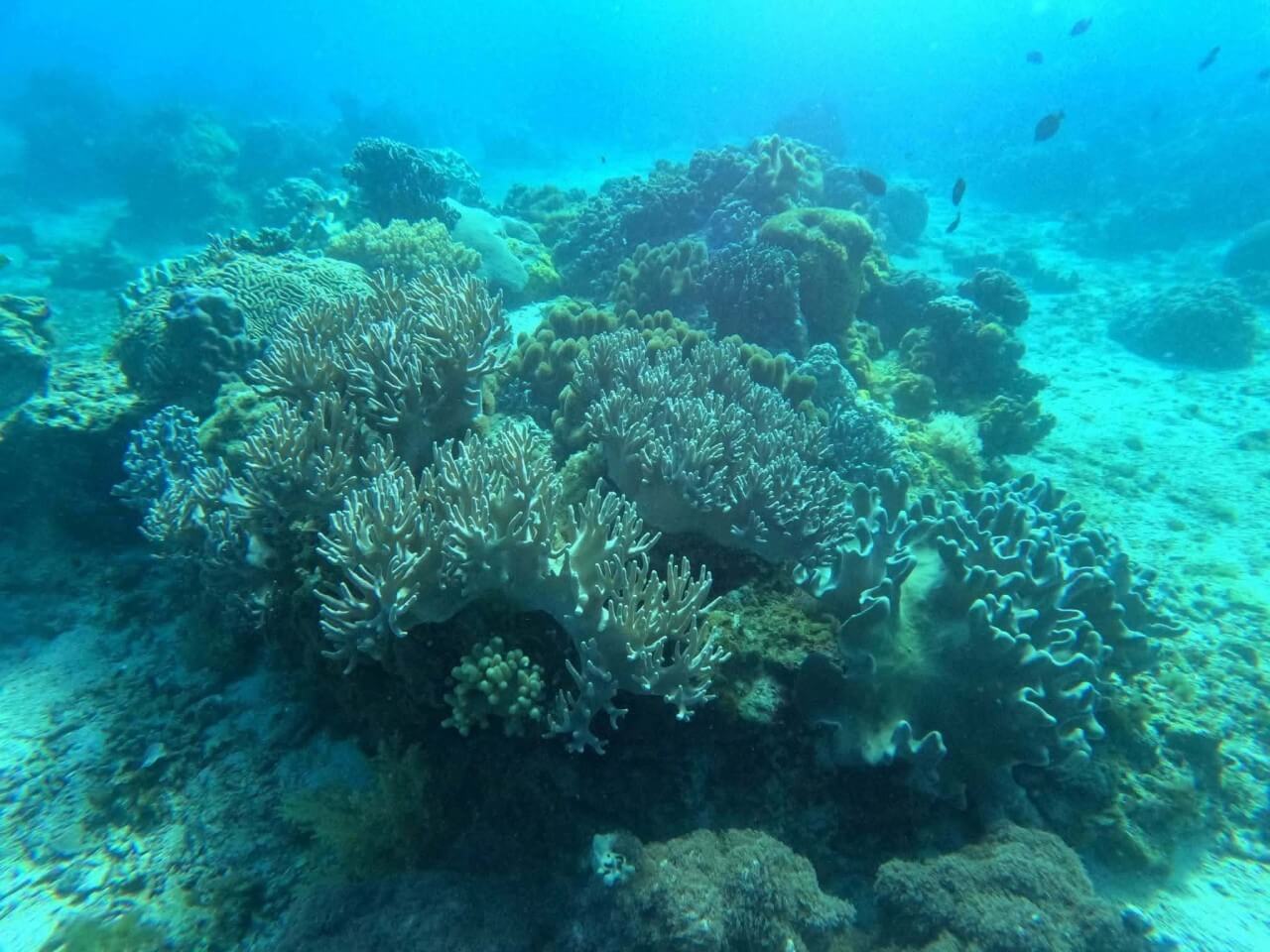 Beneath Apo Island's waters lies one of the country's richest marine ecosystems, home to more than 348 recorded fish species and over 41 coral species. These thriving reefs provide habitat for the island's iconic green sea turtles while sustaining the biodiversity that has made Apo Island internationally recognized among marine conservation sites. | Photo from Apo Island Protected Landscape and Seascape (AIPLS)