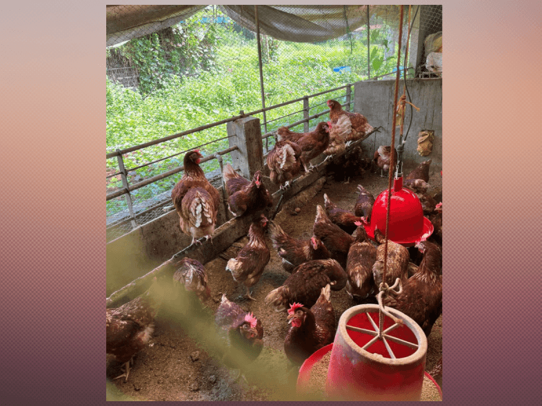 Laying hens in a cage-free poultry facility. The Bureau of Animal Industry has expressed support for cage-free and free-range egg production as part of efforts to promote animal welfare and sustainable farming. | Contributed photo