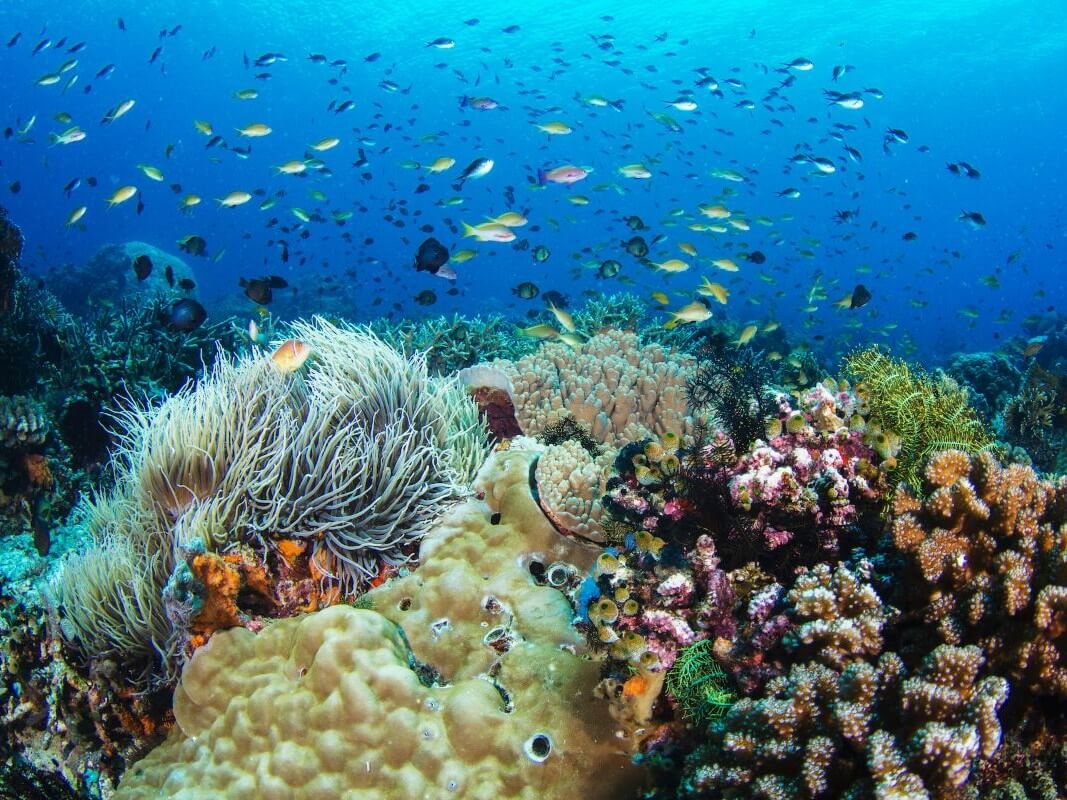 Apo Island corals/ Photo from GAIA Asia Pacific
