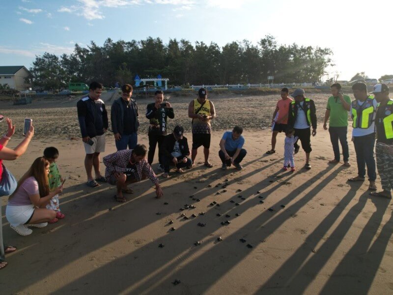 Olive Ridley (Lepidochelys olivacea) hatchlings make their way to the sea during a release activity in Barangay Caterman, Candon City, Ilocos Sur, following the successful protection of their nesting site by local Pawikan Parents, the City Government of Candon, and DENR-CENRO Tagudin.| ​Contributed photo
