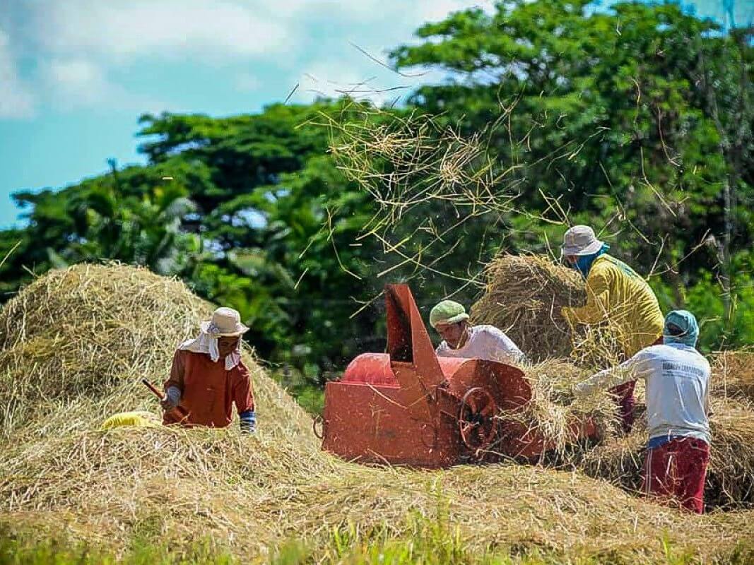 Many of the jobs in the agriculture sector are short-lived&mdash;rising sharply during harvest seasons, then fading just as quickly. | Photo from the DA