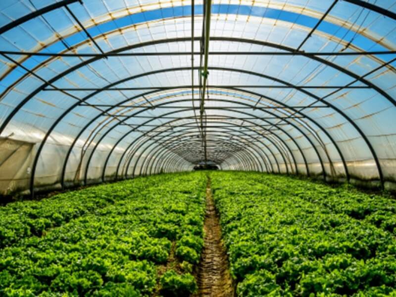 'Protected cultivation is no longer optional, it's a necessity,' says Agriculture Secretary Francisco Tiu-Laurel Jr. | Photo from the DA