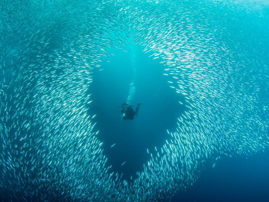 Sardine Run in Moalboal town in Cebu is among the famous attractions when going underwater in this famous dive spot. | Photo from the Department of Tourism -Cebu province.