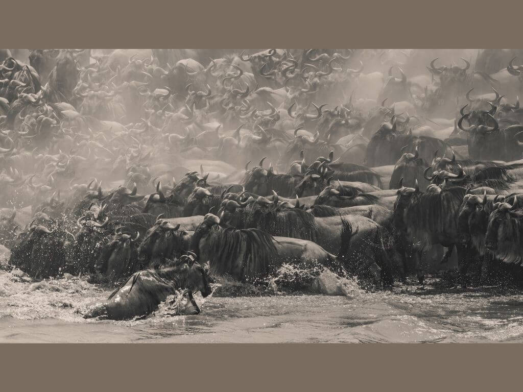 &ldquo;Wildebeest&rdquo; by Singaporean photographer William Chua, winner of The Pano Awards Southeast Asia Open Photographer of the Year 2025, captures the raw intensity of Kenya&rsquo;s great migration in stunning panoramic detail. | Contributed photo