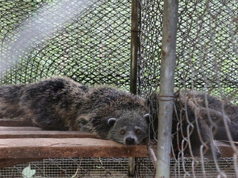 Two Philippine Palm Civets (Paradoxurus philippinensis) were among the species turned over to the DENR-PENRO in Cotabato. | Contributed photo