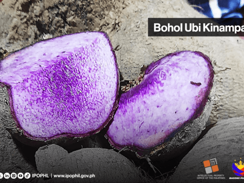 Bohol Ubi Kinampay, famed for its distinct color, aroma and flavor, is seeking geographical indication protection as the Philippines looks to capitalize on rising global demand for ube. | Contributed photo