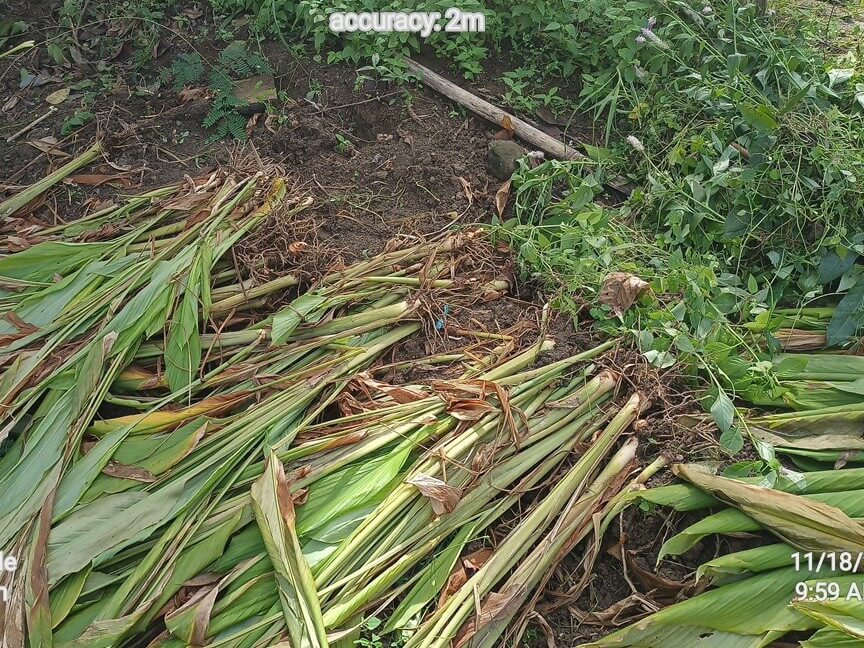 EACODEA's turmeric tea and powder are now sold at Ubao Market, allowing farmers to capture more value from their harvest instead of selling only raw produce. | Contributed photo