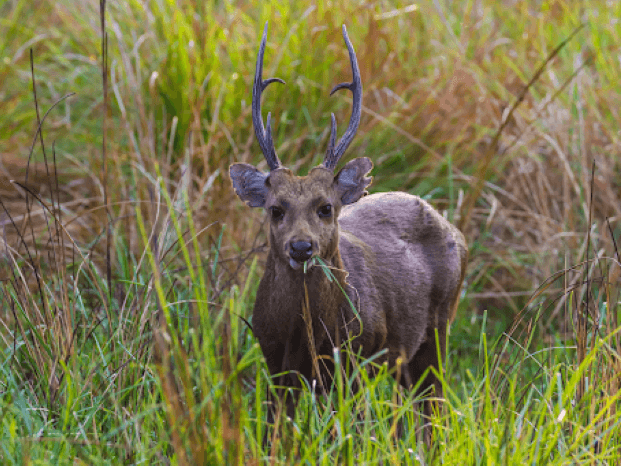 The endangered hog deer was once plentiful throughout South and in Southeast Asia, including India, Pakistan, Burma and Thailand. The species now faces serious decline and a loss in genetic diversity. | Contributed photo