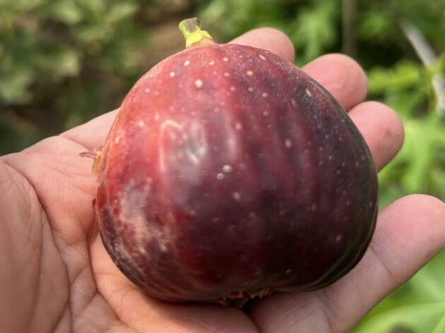 La Petite Ferme's prized fig./contributed photo