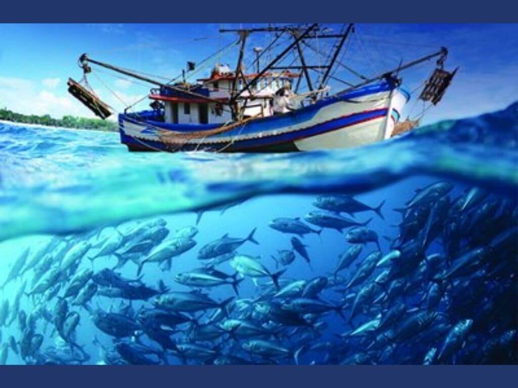 The WIPO GREEN program will cover commercial and municipal fishing as well as aquaculture, exploring innovations such as climate-resilient fishing methods, improved by-catch monitoring, early warning systems, and traceability tools. | Photo from the UN Trade and Development