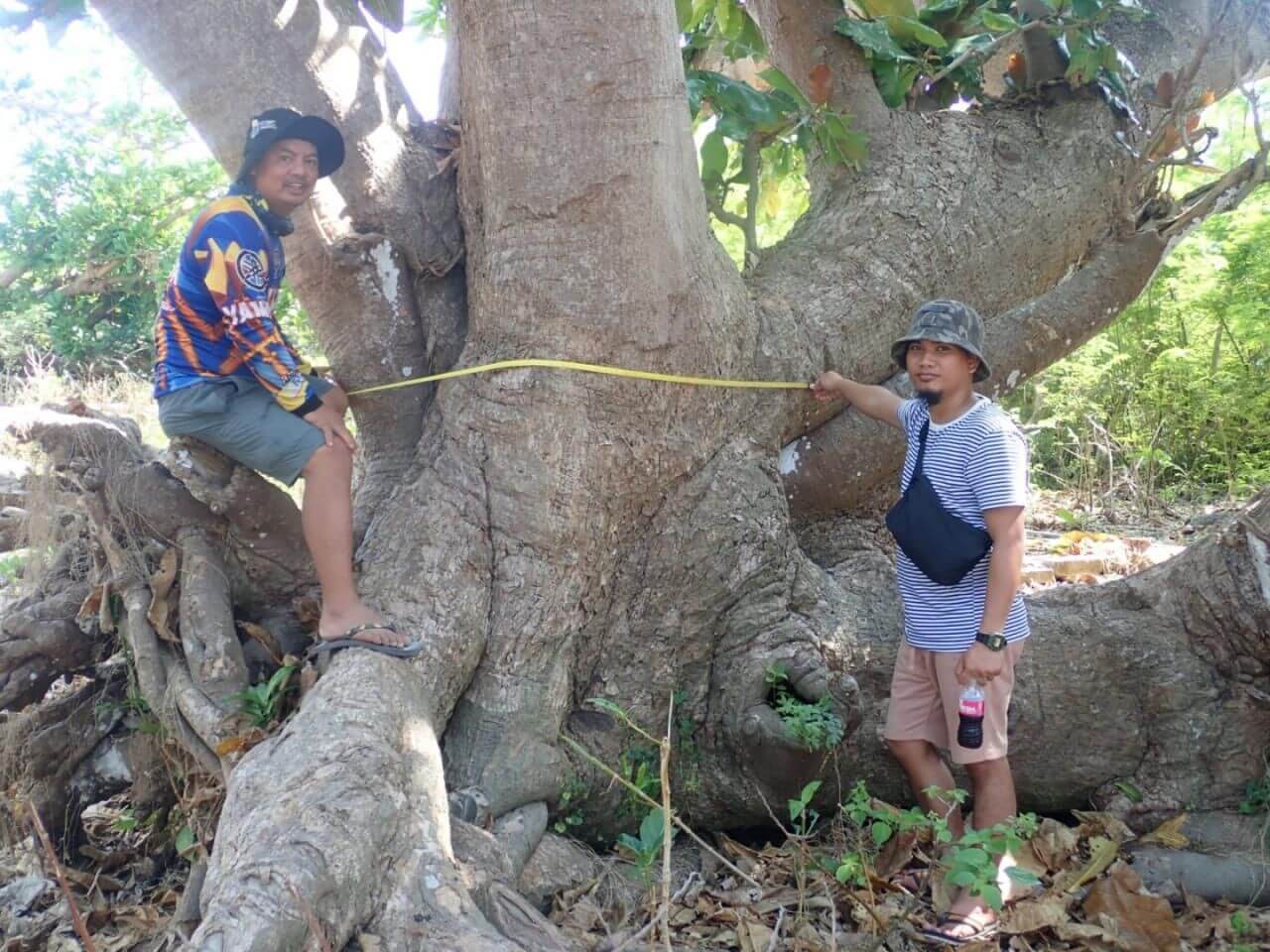Carbon sink, biodiversity haven found in beach forest on Pag-asa Island – InsiderPH