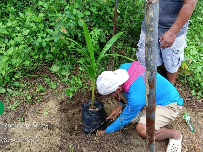 The new goal is 50 million trees in 2026, double the original target of 25 million trees./Photo from PCA