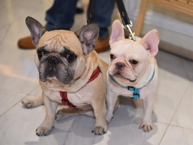 Joining the celebration on July 24, 2026 were Gokongwei-Pe&rsquo;s two French bulldogs, Pilar and Peppo, who made a special appearance at the launch of the brand&rsquo;s newest outlet./Contributed&nbsp;