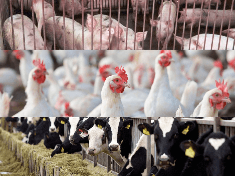 Photo from the Department of Agriculture