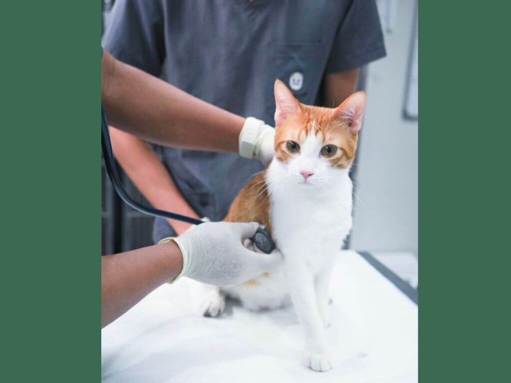 Cats have distinct medical, behavioral, and emotional needs that require a specialized environment and approach to care. &nbsp;| Contributed photo