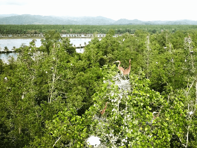 Sibugay Wetland Nature Reserve/ Contributed photo