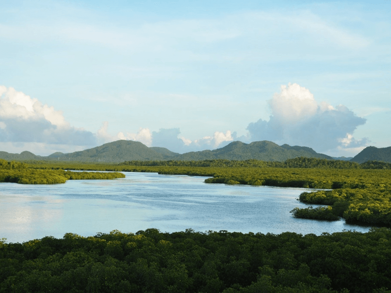 Del Carmen Mangrove Reserve/ Contributed photo