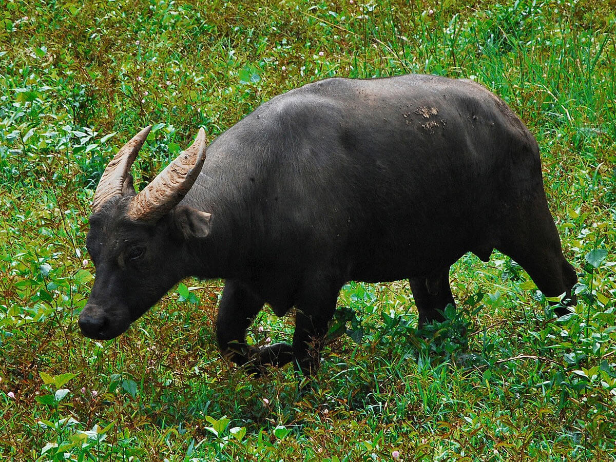 The tamaraw (Bubalus mindorensis) in its native habitat in Mindoro./Contributed photo
