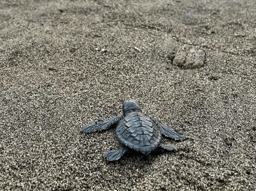 An olive ridley sea turtle at a protected conservation area in Bagac, Bataan, supported by local wildlife protection initiatives. | Contributed photo