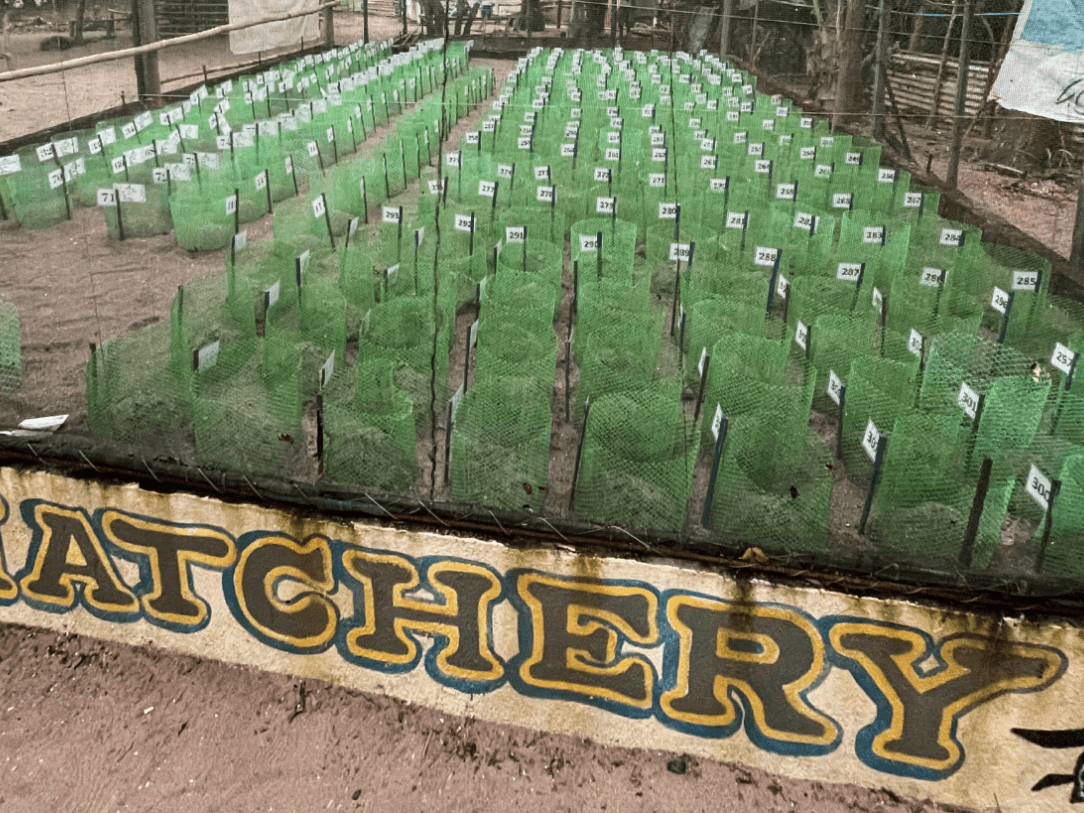 The Pag-asa Pawikan Protection and Conservation Center hatchery in Bagac, Bataan | Contributed photo